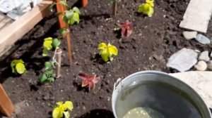 Клематисы зацвели| Чем подкормить