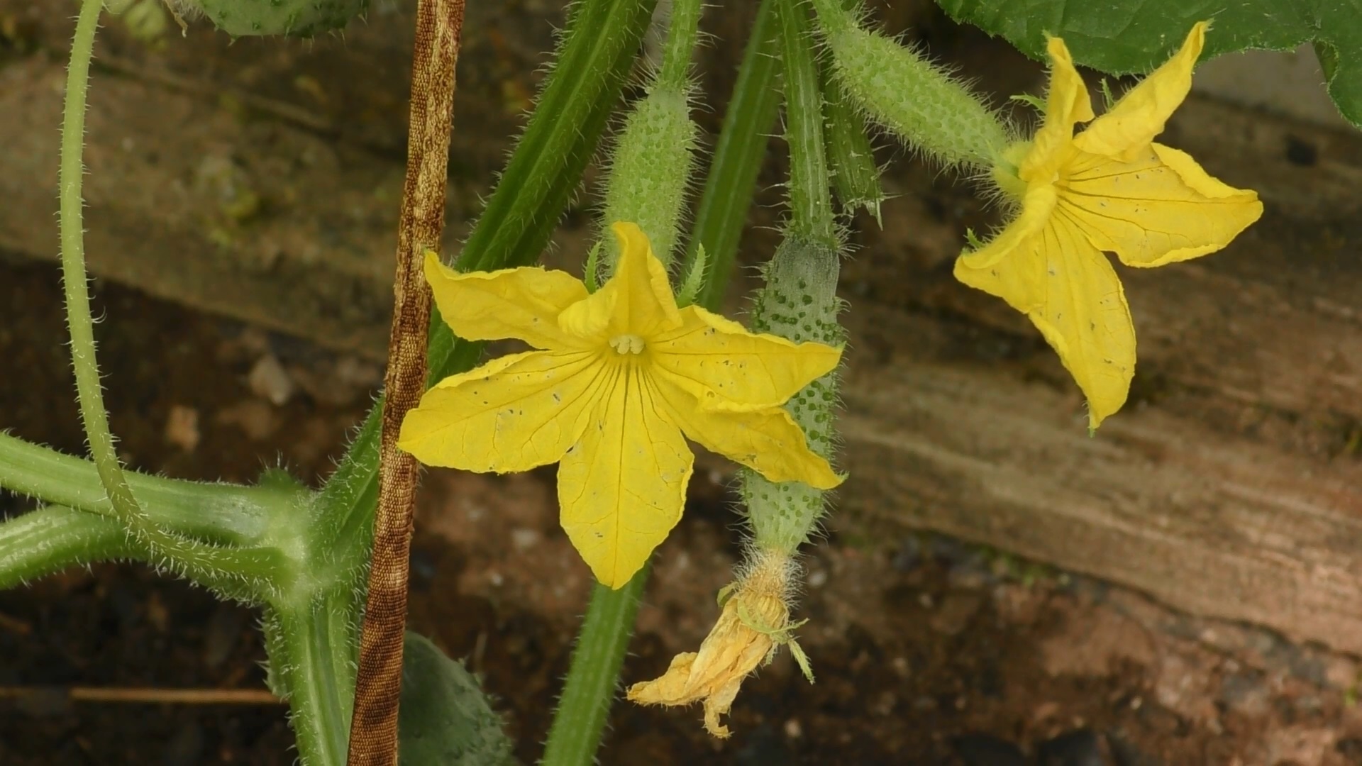 Уход за перцами, огурцами и томатами в августе смотреть онлайн