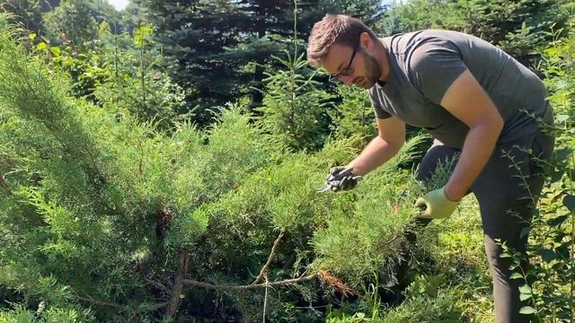 Cum tundem un ienupăr, Juniperus Virginiana ”Grey Owl” TUTORIAL - VLOG Plante Ornamentale ep3 смотреть онлайн