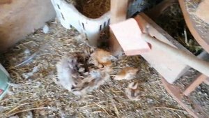 Как отучить квочку от гнезда. Чем кормлю. Всех цыплят на улицу.