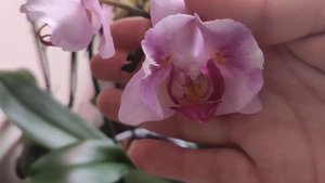 Здоровый Полив орхидей 3-мя препаратами. Орхидеи будут благодарны ???.