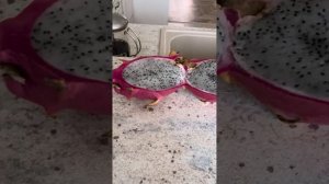 Питахайя или драгонфрут. Выращивание из семян.