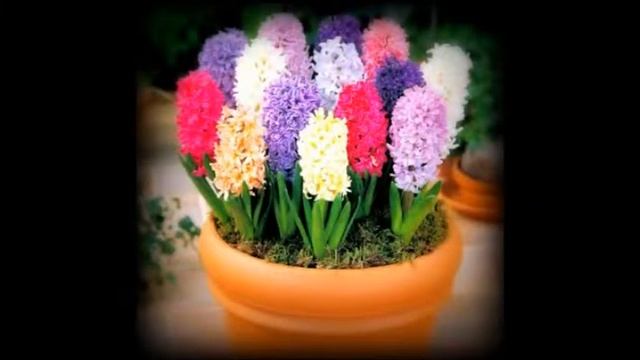 Гиацинт. Как выглядит гиацинт смотреть онлайн