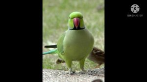 кто такой попугай