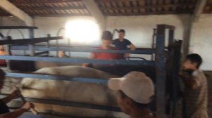 АУЛИЕКОЛЬСКАЯ порода КРС