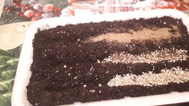 Алиссум способы заделки семян. Посев 2019 на рассаду! смотреть онлайн