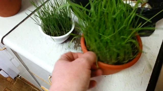 Давать ли курам хлеб? Мешанка для кур на основе хлеба.... смотреть онлайн