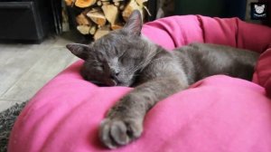 ?2 hours - music for cats and kittens to relax and sleep ?