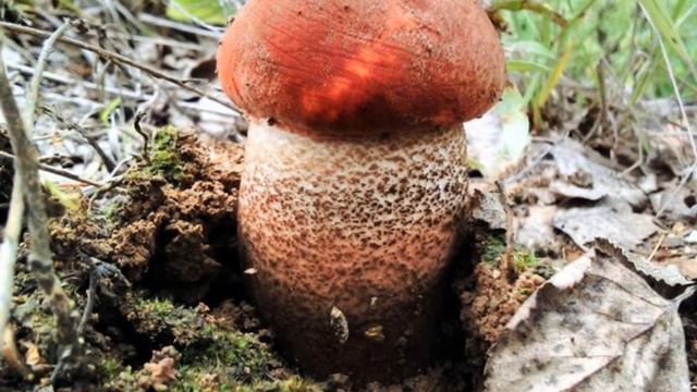 Отчет о работе портала Жерешок.рф за май-октябрь 2015 года смотреть онлайн