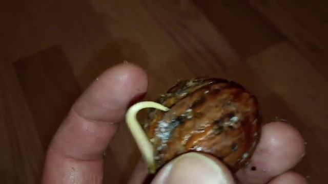 Грецкий орех  Как прорастает грецкий орех