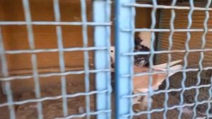Мраморные акбаши. Иранские голуби | Iranian pigeons | کبوترهای ایرانی | eeraanee kabootar |