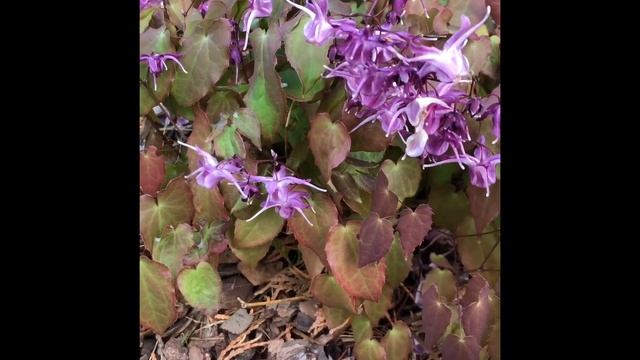 Цветы в саду .Цветение горянок(Epimedium )  цветов эльфов Бандит,Лилафи ,незабудочник