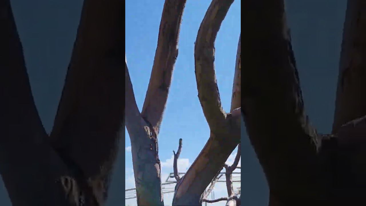 Яблоня. Кардинальная обрезка взрослого дерева. #клематисы #питомник #дача #сад смотреть онлайн