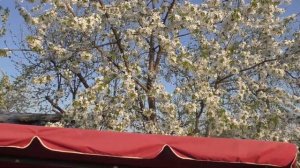 Дела дачные.Что сделала за месяц.Обзор теплиц.