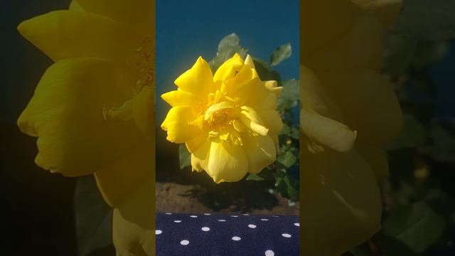 Beautiful Yellow Colour Rose