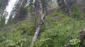 Поход Красноярск-Железногорск с Пашей. Часть 2. Чёрная сопка.