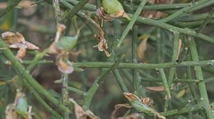 רתמה קוצנית עם פירות Genista sphacelata with fruits