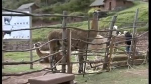 Сыны солнца