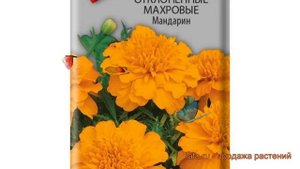 Бархатцы отклоненный Мандарин (mandarin) ? Мандарин обзор: как сажать, семена бархатцев Мандарин