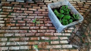 Черенкование Гелиотропа