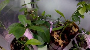 Как вырастит помело из косточки .