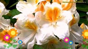 Азалия гибридная Сильвер Слиппер. Краткий обзор rhododendron obtusum 'silver slipper' Silver Slippe