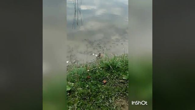 Рыбалка ? пруд Южный Тюмень