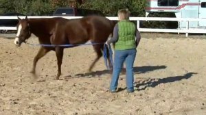 How to Train Your Horse to Lunge on a Line : How to Hold a Whip While Leading a Horse