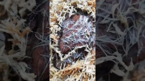 Тилландсии из семян