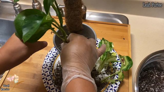 How to Repot Manjula Pothos || #mylittlejungle #manjulapothos #plantmoma смотреть онлайн