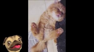 ?Невероятно милые пушистики!?Смешные Кошки Приколы с Кошками Собаками #8