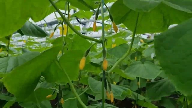 Огурец Мадейра F1 смотреть онлайн