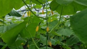 Огурец Мадейра F1