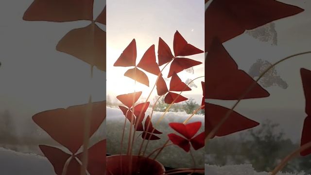 Houseplants (Oxalis Triangularis and Wheatgrass) in the sun