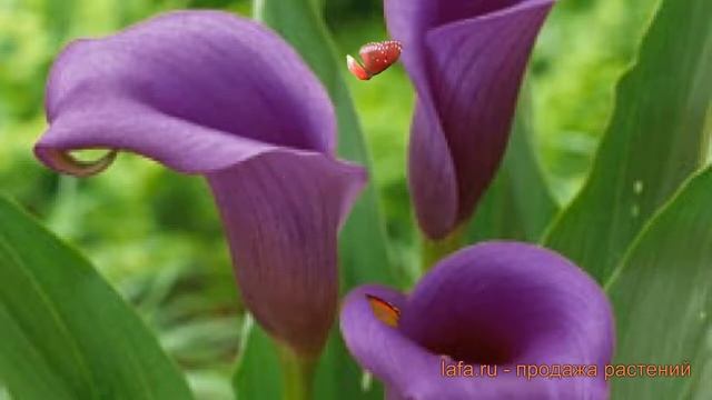 Калла обыкновенная Пако (calla paco) ? калла Пако обзор: как сажать луковицы каллы Пако