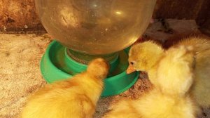 Патологии на выводе гусят