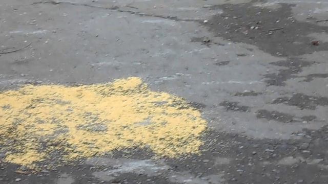 Пшено или семечки? Хотят ли голуби перемен? смотреть онлайн