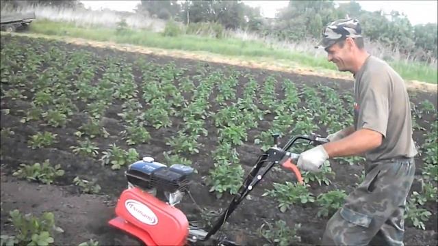 Обработка картошки мотокультиватором TSUNAMI смотреть онлайн