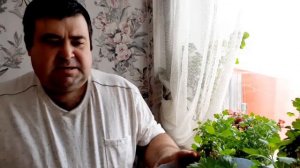 Хризантема шаровидная как сохранить зимой