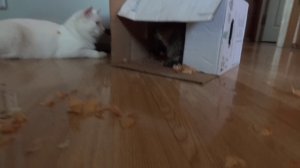  Смертельная битва cats за коробку !!! :-)