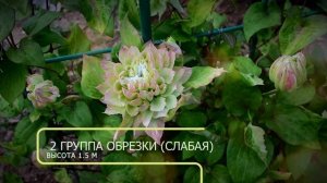 Клематис Мидори