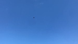 Николаевские голуби Мальченко Леонида, г. Покровск, Донецкая область (избранное 2)