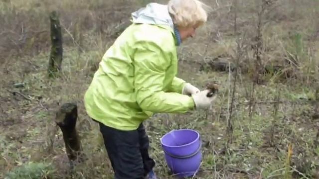 Грибы 2013 смотреть онлайн