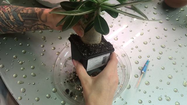 Адениумы Арабикумы, грунт, пересадка. смотреть онлайн