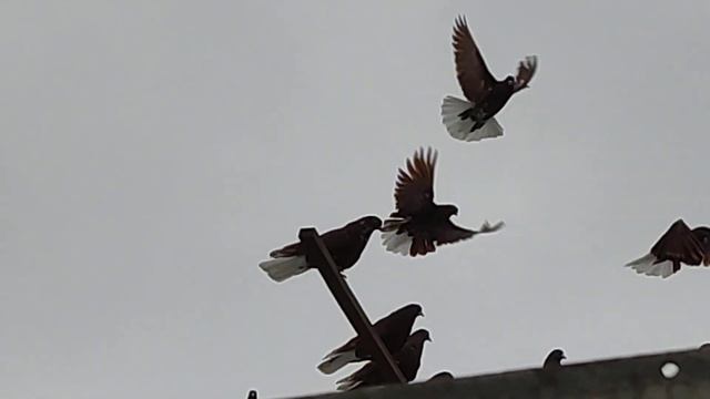 НИКОЛАЕВСКИЕ ГОЛУБИ: начинаем кормить голубей. смотреть онлайн