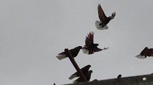 НИКОЛАЕВСКИЕ ГОЛУБИ: начинаем кормить голубей.