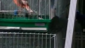 Купить канарейку в Москве, продам Канарейки в Москве видео.