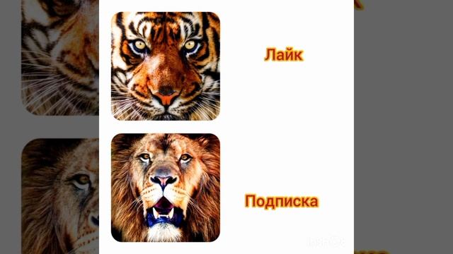 Что выберите льва или тигра? смотреть онлайн