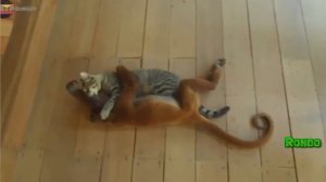 Лучшие приколы с обезьянами.Подборка смешных и интересных видео с обезьянами .