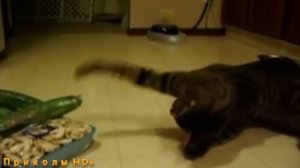 Коты и огурцы, кот боится огурца